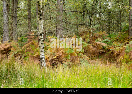 Argento betulle e felci nella nuova foresta, Hampshire, Regno Unito. Foto Stock