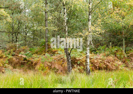 Argento betulle e felci nella nuova foresta, Hampshire, Regno Unito. Foto Stock