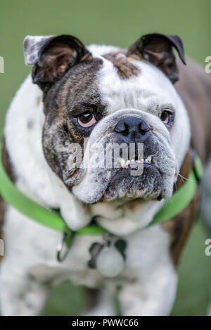 Il tigrato e bianco Bulldog inglese cucciolo maschio con pronunciato underbite. Foto Stock