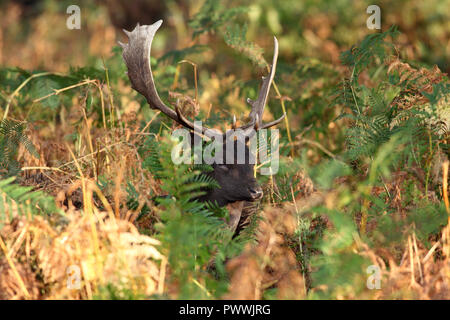 Daini Buck (Dama Dama) in autunno, UK. Foto Stock