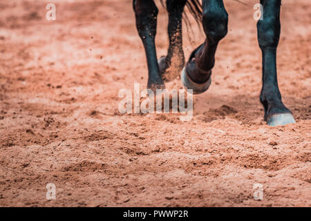 Wild cavalli al galoppo selvaggiamente in un rodeo show. I dettagli e la messa a fuoco su piedi, sabbia, polvere, sporcizia e motion blur. Sfocato sfondo bokeh, illuminazione calda, sh Foto Stock