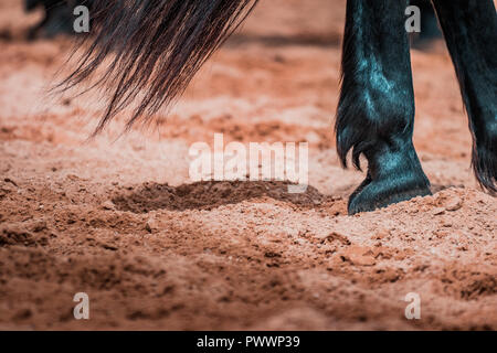 Wild cavalli al galoppo selvaggiamente in un rodeo show. I dettagli e la messa a fuoco su piedi, sabbia, polvere, sporcizia e motion blur. Sfocato sfondo bokeh, illuminazione calda, sh Foto Stock