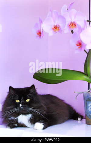 Gatto e orchidee rosa su sfondo. Interni moderni. Nero animale domestico. Fioritura decorativa orchid. Interior cat Foto Stock