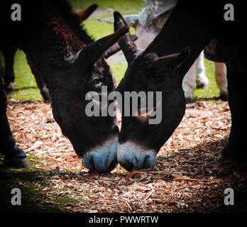 Donkey Sanctuary Foto Stock