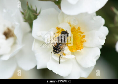 Un hoverfly, Eristalis arbustorum, un drone volare atterraggio sul fiore bianco di una rosa "Rambling Rector', un estate impollinatrice, Giugno Foto Stock