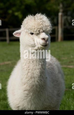 Un dodicenne femmina bianca di alpaca huacaya prima del taglio su erba buona pascolo, Berkshire, può Foto Stock