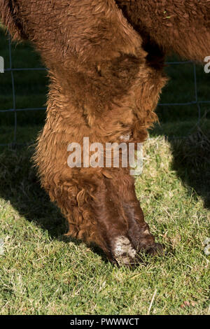 Un marrone huacaya alpaca gamba inferiore mostra danni da sarcoptic rogna acari della fibra e piedi Foto Stock