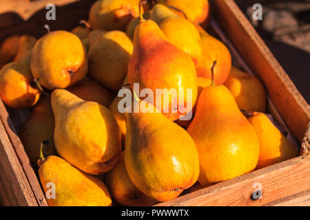 Mature grande giallo pere ai raggi del sole Foto Stock