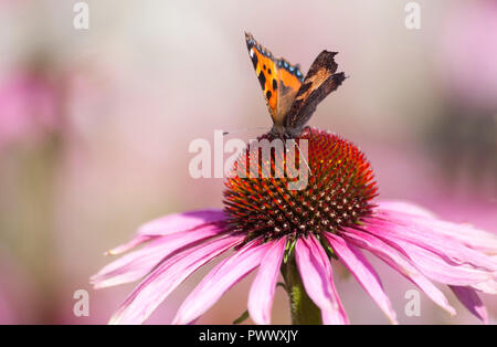 Piccola tartaruga butterfly (Aglais urticae) sul fiore di echinacea. Foto Stock