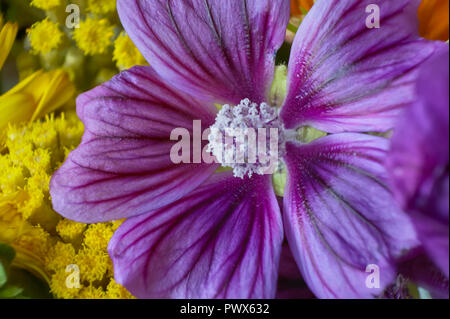 Dettaglio dei petali viola e filamenti di un fiore viola, dettaglio e il livello di dettaglio visibile grazie alle riprese in modalità macro. Foto Stock
