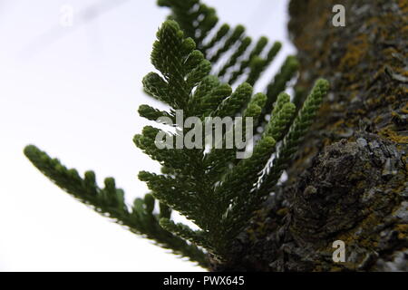 Vista macro di sviluppo di foglie e rami dell'Isola Norfolk Pine (Araucaria Heterophylla), Gold Coast Foto Stock