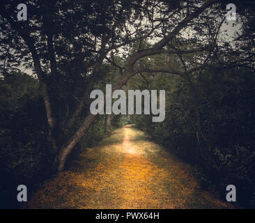 Piccola strada che conduce alla giungla di mangrovie a Kuala Selangor Nature Park, Malaysia Foto Stock