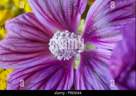 Dettaglio dei pistilli di porpora e di filamenti di un fiore viola, dettaglio e il livello di dettaglio visibile grazie alle riprese in modalità macro. Foto Stock
