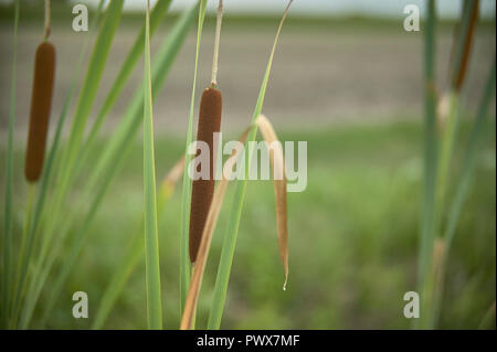 Dettaglio di tifa impianto, Typha latifolia, fotografato in un laghetto, nel nord Italia, un tipico impianto di wet e zone stagnanti. Foto Stock