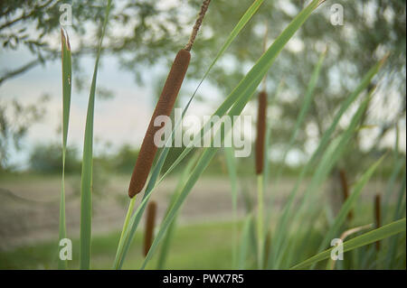 Dettaglio di tifa impianto, Typha latifolia, fotografato in un laghetto, nel nord Italia, un tipico impianto di wet e zone stagnanti. Foto Stock