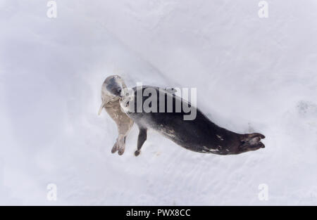 Della guarnizione - guarnizione inanellato (Pusa hispida), una giovane madre con un nato cub giace sulla neve. Antartico. Foto Stock