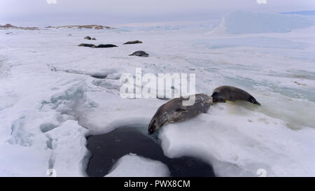 Della guarnizione - guarnizione inanellato (Pusa hispida), una giovane madre con un nato cub giace sulla neve. Antartico. Foto Stock