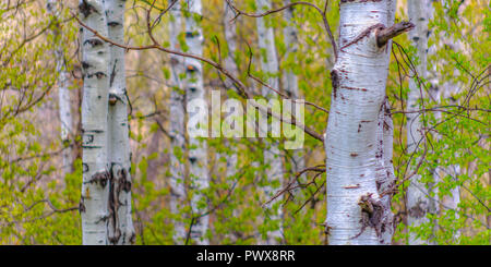 White abbaiato Aspen alberi nel grande parco di molle Foto Stock