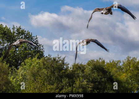 Stormo di oche Graylag sorvolano Slimbridge Foto Stock