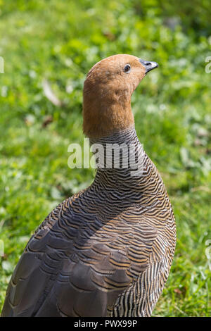 Ruddy oca con testa a Slimbridge Foto Stock