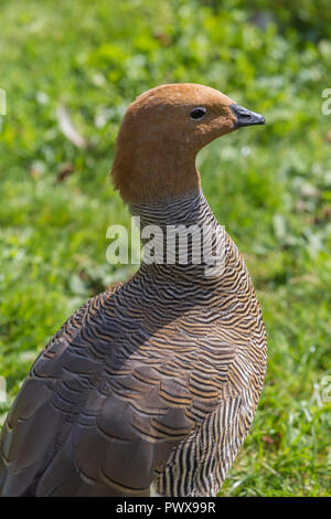 Ruddy oca con testa a Slimbridge Foto Stock