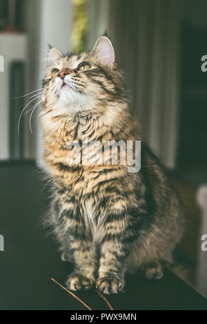 Giovani fluffy gatto Siberiano si siede sul tavolo in camera e guarda in alto Foto Stock