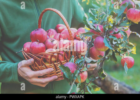 Un uomo la raccolta di un ricco raccolto di mele nel frutteto. Un uomo detiene un cestino pieno di mele rosse Foto Stock