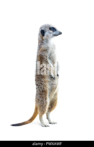 Ritratto di un meerkat in posizione eretta e guardando alert isolati su sfondo bianco. Foto Stock