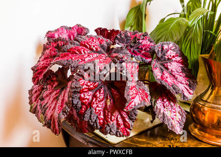 Piscina casa piante tra cui Begonia rex Vesuvio mostra profondamente stropicciata vivacemente foglie colorate Foto Stock