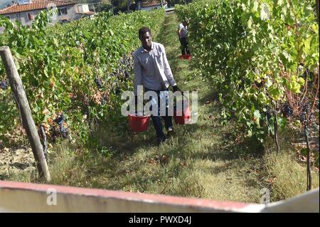 Il Sangiovese la vendemmia nei vigneti della Tenuta San Fabiano