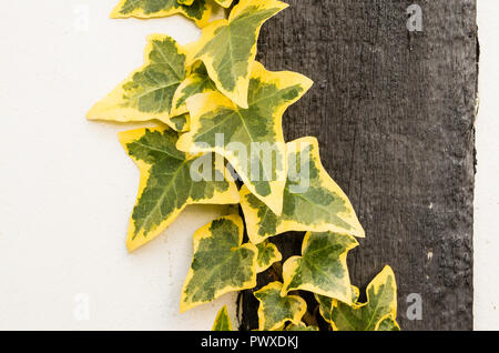 Edera variegata salendo su una parete laterale di aggiungere un sempreverde accento decorativo tutto l'anno nel Wiltshire, Inghilterra REGNO UNITO Foto Stock