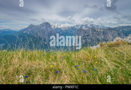 Fiori di campo in erba, mountain cirque con vette innevate, grigio cielo nuvoloso dalla cima appena saliti. Foto Stock