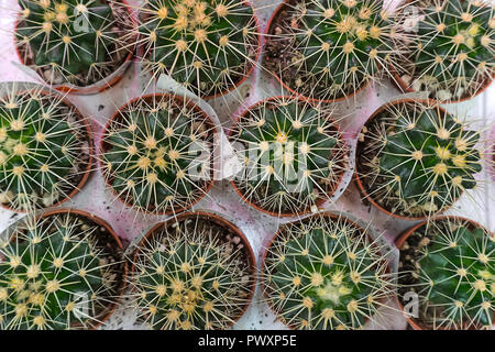 Varie cactus con fiori gialli, close up shot. varie cactacee sugli scaffali del negozio. La vista dall'alto Foto Stock