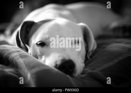 Young American Bulldog cucciolo si rilassa a casa. Foto Stock