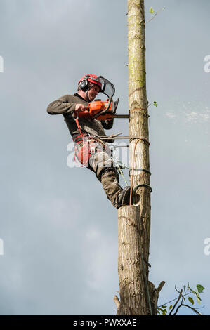 Regno Unito. Un albero chirurgo (arborist) al lavoro di abbattere un pioppo Foto Stock