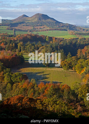 Scott, Melrose, Scotland, Regno Unito. Il 18 ottobre 2018. Regno Unito Meteo, glorioso sole evidenziando il fogliame autunnale guardando verso le colline Eildon dopo un gelido inizio nella Scottish Borders, temperatura di 7 gradi. Foto Stock