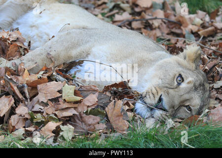 ZSL London Zoo di Londra, Regno Unito, 18 ott 2018. Rubi, una delle femmine, prende una rilassante funzione snooze in foglie profumate. ZSL London Zoo femminile di leoni asiatici Heidi, indi Rubi e Bhanu maschio celebrare l avvento di autunno con profumati e speziato chicche di zucca e un enorme mucchio di foglie autunnali di giocare e rotolare intorno a. Foto Stock