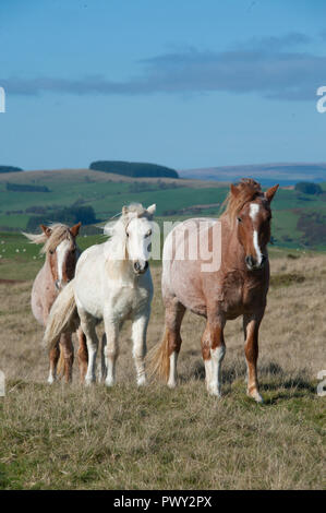 Builth Wells, Powys, Wales, Regno Unito. 18 ottobre, 2018. Dopo una notte fredda con temperature scenda a circa 5 gradi centigradi, Welsh Mountain pony pascolano nella luce del sole sotto un cielo blu sul Mynydd Epynt intervallo vicino Builth Wells in Powys, Wales, Regno Unito. © Graham M. Lawrence/Alamy Live News. Foto Stock