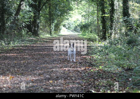 Ystwyth trail, Llanilar, vicino a Aberystwyth, Regno Unito, 18 ott 2018. Regno Unito Meteo: un glorioso autunno dorato giorno lungo il sentiero Ystwyth, un vecchio abbandonato la linea ferroviaria vicino Llanilar, Ceredigion. I piloti con i cavalli e i camminatori con cani godere il calore del sole tra le foglie che cadono Credito: mike davies/Alamy Live News Credito: mike davies/Alamy Live News Foto Stock