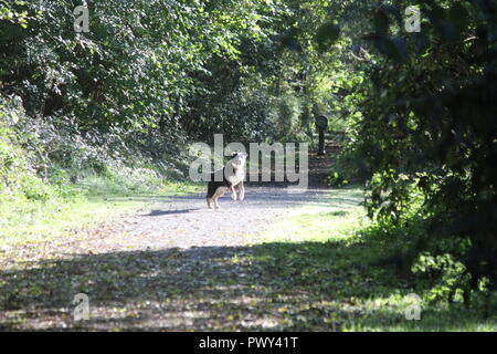 Ystwyth trail, Llanilar, vicino a Aberystwyth, Regno Unito, 18 ott 2018. Regno Unito Meteo: un glorioso autunno dorato giorno lungo il sentiero Ystwyth, un vecchio abbandonato la linea ferroviaria vicino Llanilar, Ceredigion. I piloti con i cavalli e i camminatori con cani godere il calore del sole tra le foglie che cadono Credito: mike davies/Alamy Live News Credito: mike davies/Alamy Live News Foto Stock