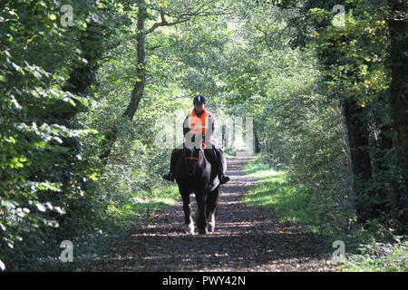 Ystwyth trail, Llanilar, vicino a Aberystwyth, Regno Unito, 18 ott 2018. Regno Unito Meteo: un glorioso autunno dorato giorno lungo il sentiero Ystwyth, un vecchio abbandonato la linea ferroviaria vicino Llanilar, Ceredigion. I piloti con i cavalli e i camminatori con cani godere il calore del sole tra le foglie che cadono Credito: mike davies/Alamy Live News Credito: mike davies/Alamy Live News Foto Stock