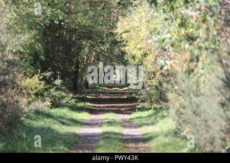 Ystwyth trail, Llanilar, vicino a Aberystwyth, Regno Unito, 18 ott 2018. Regno Unito Meteo: un glorioso autunno dorato giorno lungo il sentiero Ystwyth, un vecchio abbandonato la linea ferroviaria vicino Llanilar, Ceredigion. I piloti con i cavalli e i camminatori con cani godere il calore del sole tra le foglie che cadono Credito: mike davies/Alamy Live News Credito: mike davies/Alamy Live News Foto Stock