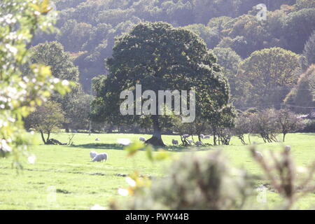 Ystwyth trail, Llanilar, vicino a Aberystwyth, Regno Unito, 18 ott 2018. Regno Unito Meteo: un glorioso autunno dorato giorno lungo il sentiero Ystwyth, un vecchio abbandonato la linea ferroviaria vicino Llanilar, Ceredigion. I piloti con i cavalli e i camminatori con cani godere il calore del sole tra le foglie che cadono Credito: mike davies/Alamy Live News Credito: mike davies/Alamy Live News Foto Stock