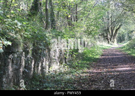 Ystwyth trail, Llanilar, vicino a Aberystwyth, Regno Unito, 18 ott 2018. Regno Unito Meteo: un glorioso autunno dorato giorno lungo il sentiero Ystwyth, un vecchio abbandonato la linea ferroviaria vicino Llanilar, Ceredigion. I piloti con i cavalli e i camminatori con cani godere il calore del sole tra le foglie che cadono Credito: mike davies/Alamy Live News Credito: mike davies/Alamy Live News Foto Stock