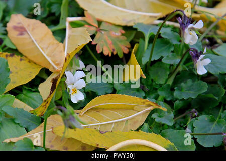 Helsinki, Finlandia - 18 ottobre 2018. Viola arvense, campo europeo Pansy, fioritura in ottobre. Unseasonably warm ottobre rende alcune piante credo sia la molla di nuovo a Helsinki in Finlandia. Credito: Taina Sohlman/ Alamy Live News Foto Stock