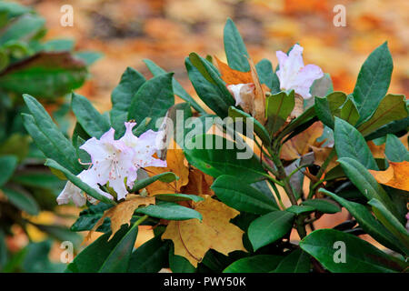 Helsinki, Finlandia - 18 ottobre 2018. Fiori di rododendro e caduto foglie gialle. Alcune piante sono ingannati in fioritura in una seconda molla a causa unseasonably warm ottobre a Helsinki in Finlandia. Credito: Taina Sohlman/ Alamy Live News Foto Stock