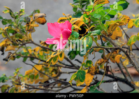 Helsinki, Finlandia - 18 ottobre 2018. Rosa rugosa fioritura in ottobre. Unseasonably warm ottobre rende alcune piante credere è la molla di nuovo a Helsinki in Finlandia. Credito: Taina Sohlman/ Alamy Live News Foto Stock