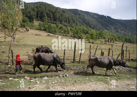 Srinagar, Indiano-controllato del Kashmir. Xviii oct, 2018. Una ragazza del Kashmir mandrie buffalo in un villaggio in Pahelgam, circa 90 km a sud di Srinagar city, la capitale estiva di Indiano-Kashmir controllata, 18 ottobre 2018. Credito: Javed Dar/Xinhua/Alamy Live News Foto Stock