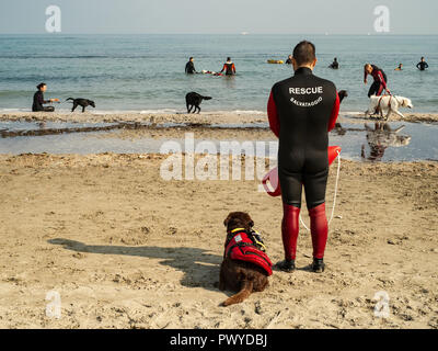 Cervia, Ravenna, Italia - 10/14/2018. Salvataggio addestramento cani sulla spiaggia. Foto Stock