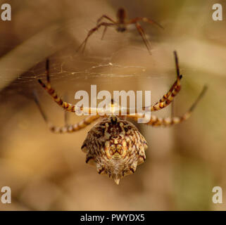 Ragno di grandi dimensioni in primo piano e baby spider fuori fuoco, Argiope lobata Foto Stock